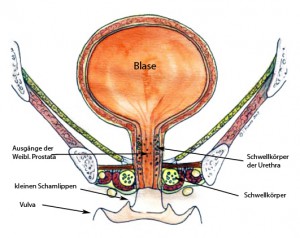 weibliche Prostata, prostata feminina, g-punkt Frau, prostata frau