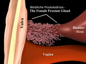 weibliche Prostata, Prostata der Frau, paraurethralen Drüsen, Skene-Drüsen, G-Punkt